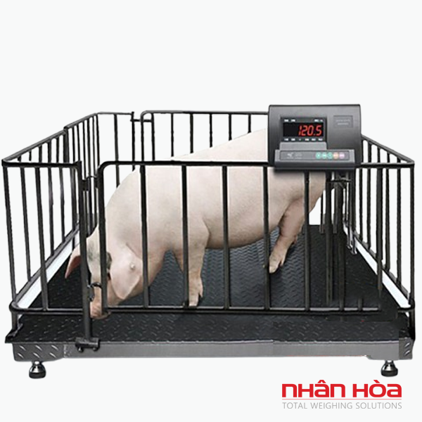 Cân điện tử 500kg