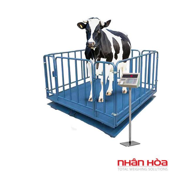 Cân bò điện tử