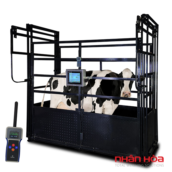 Cân bò điện tử