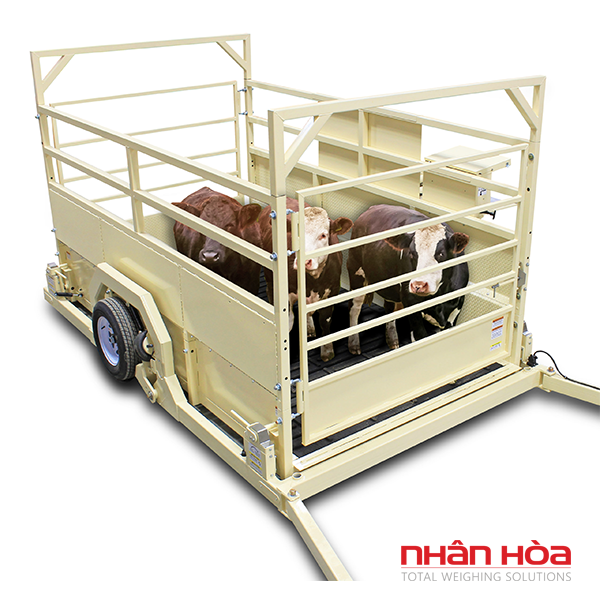 Cân bò điện tử