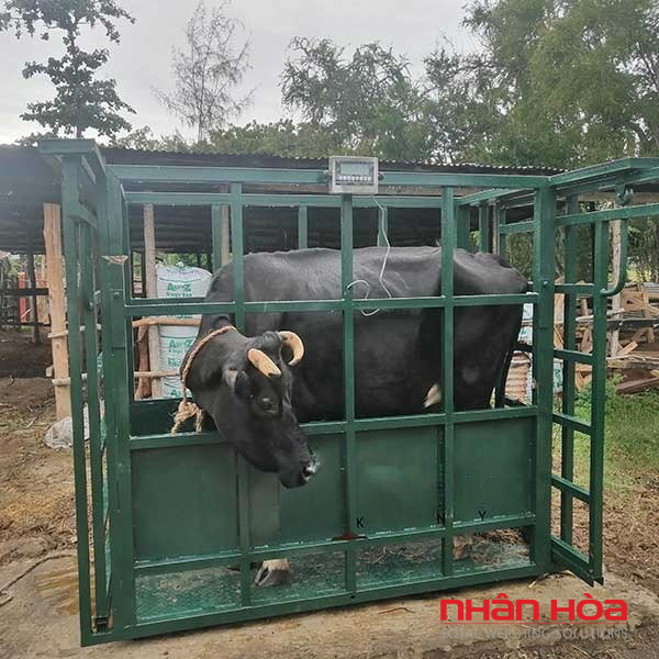 Cân bò điện tử