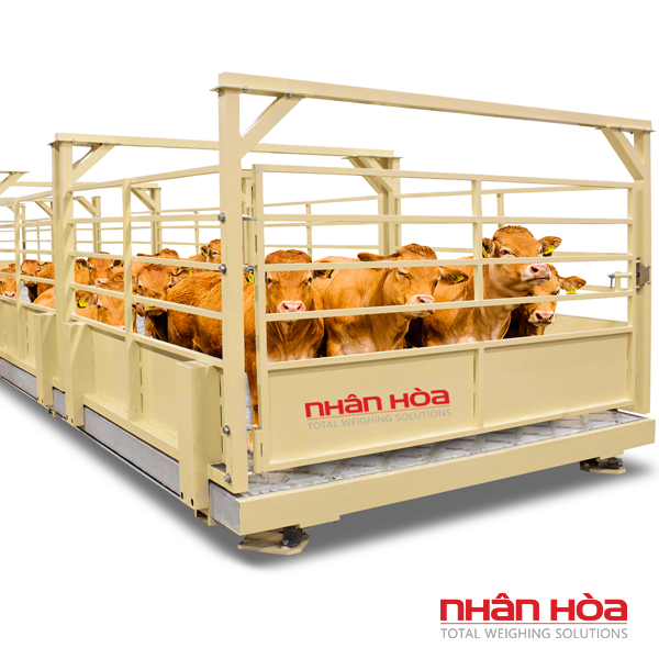 Cân bò điện tử