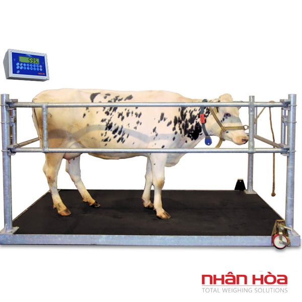 Cân bò điện tử