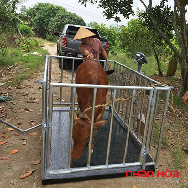 Cân bò điện tử