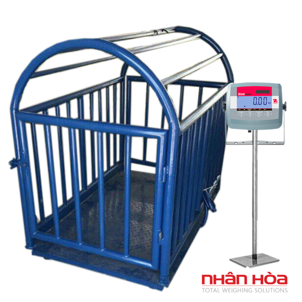 cân heo điện tử