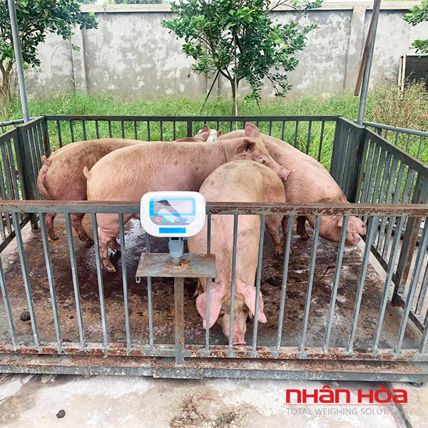 cân heo điện tử