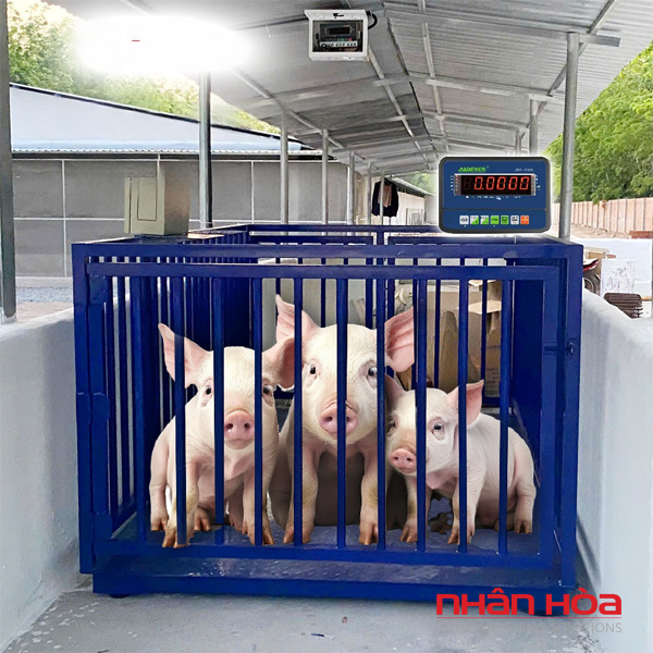 Cân điện tử 3 tấn