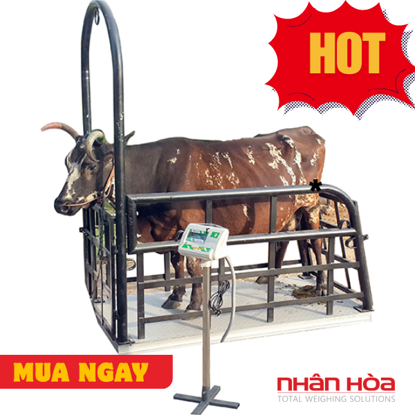 Cân bò điện tử