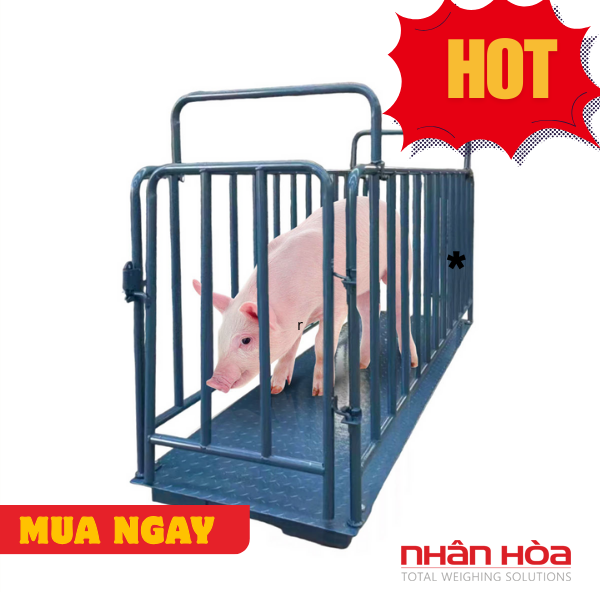 cân heo điện tử