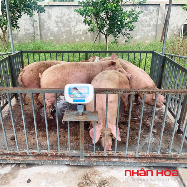 Cân điện tử 2 tấn