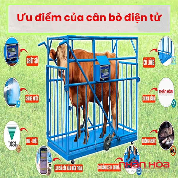 Cân bò điện tử