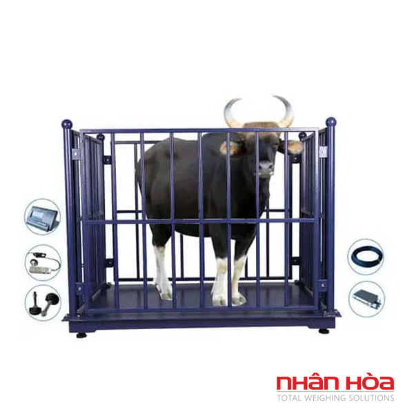 Cân bò điện tử