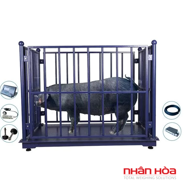 cân heo điện tử