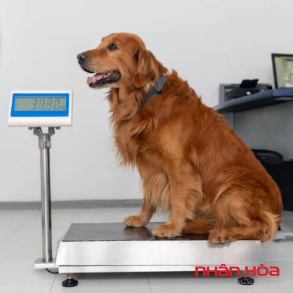Cân điện tử 60kg