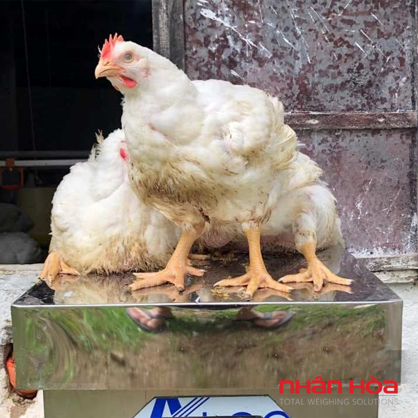 Cân điện tử cân gà