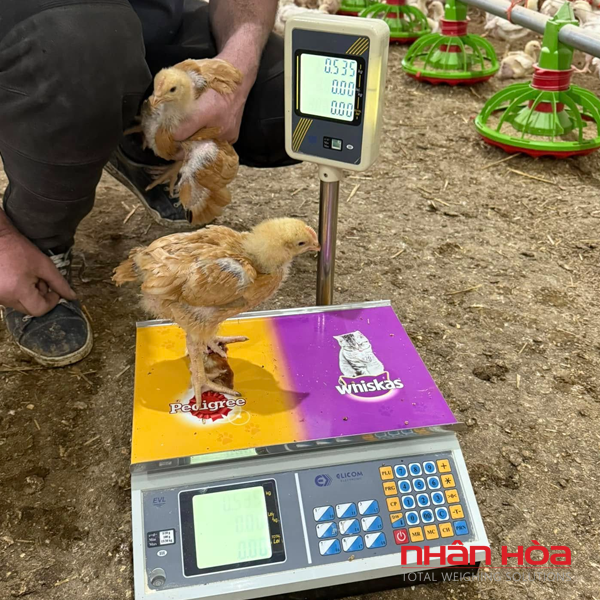 Cân điện tử cân gà