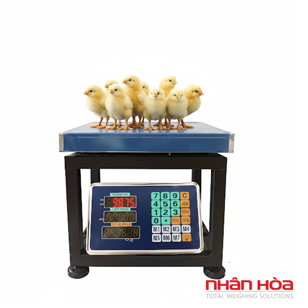 Cân điện tử cân gà