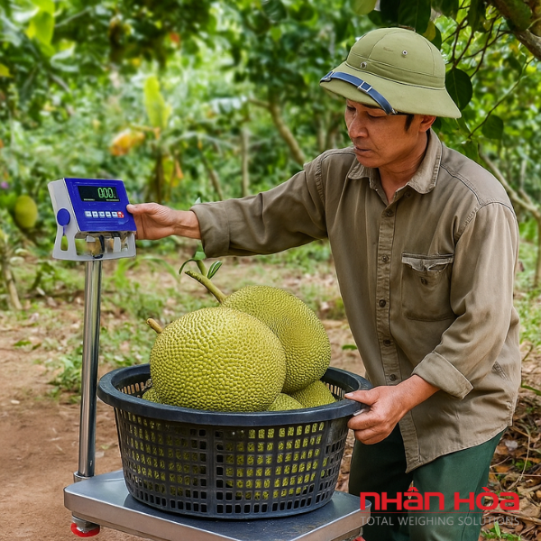 Cân điện tử cân mít