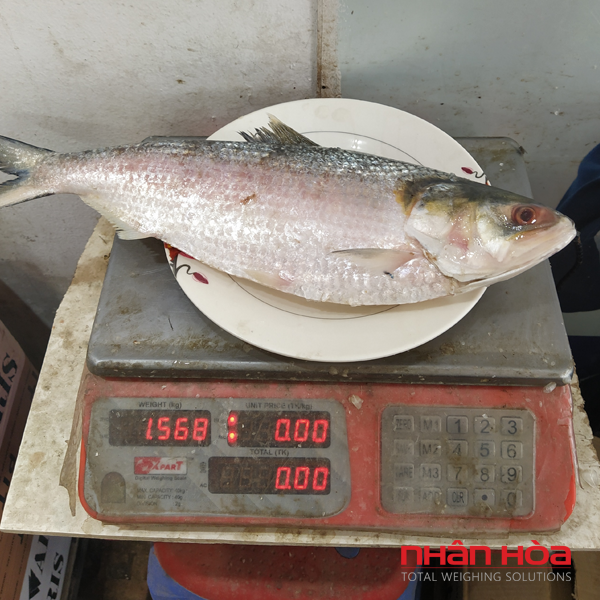 Cân cá điện tử