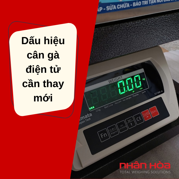Cân điện tử cân gà