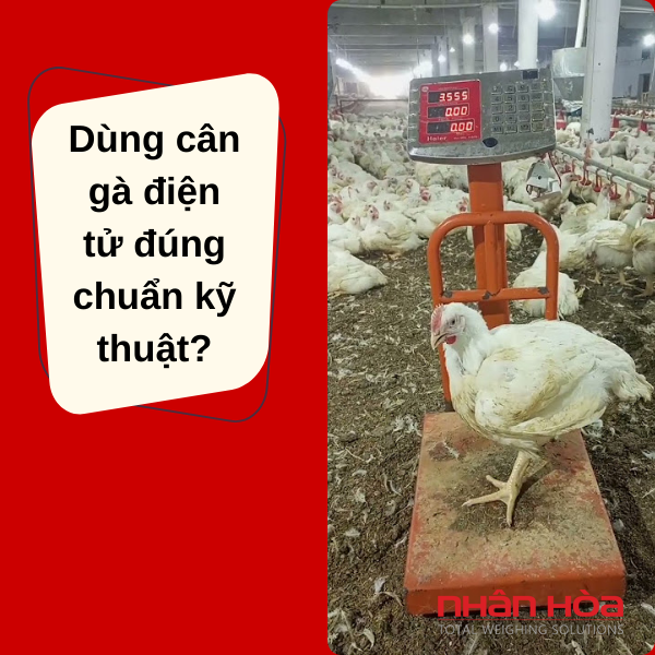 Cân điện tử cân gà