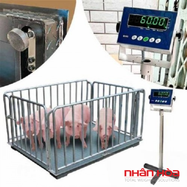 Cân điện tử 500kg