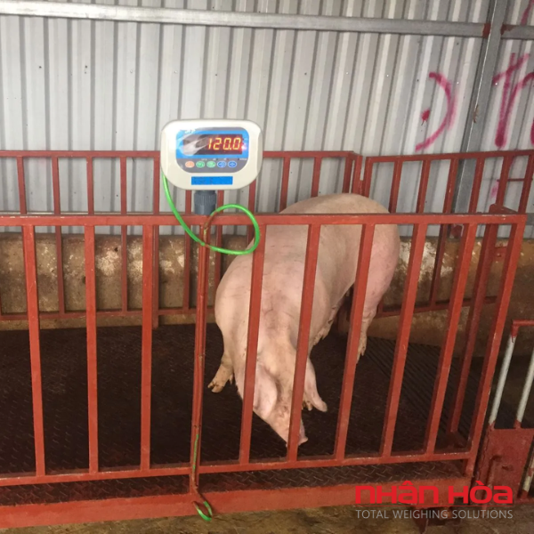 Cân điện tử 500kg