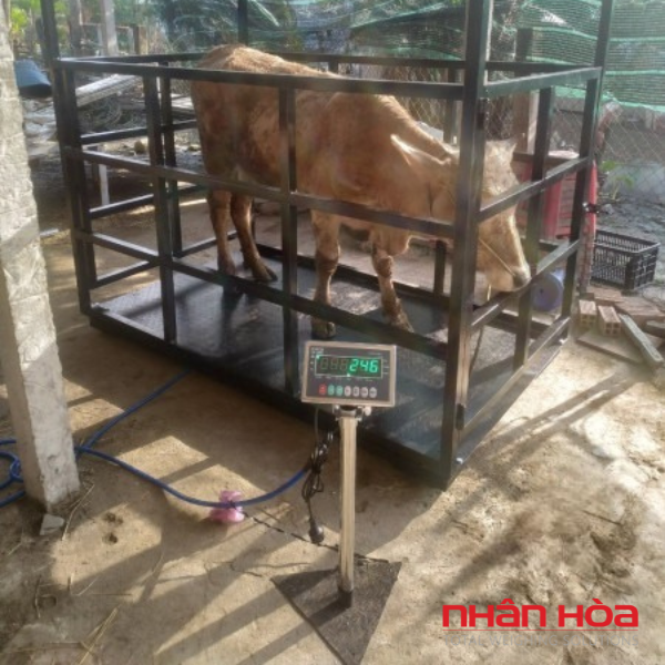 Cân điện tử 500kg
