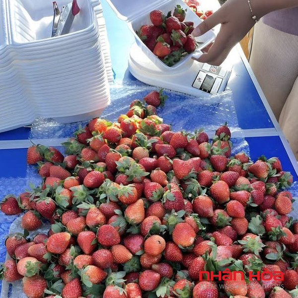 Cân điện tử Đà Lạt