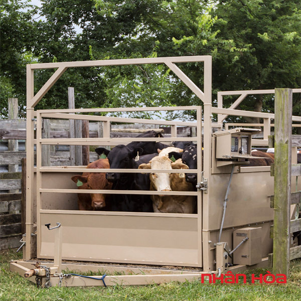 Cân điện tử Đắk Lắk