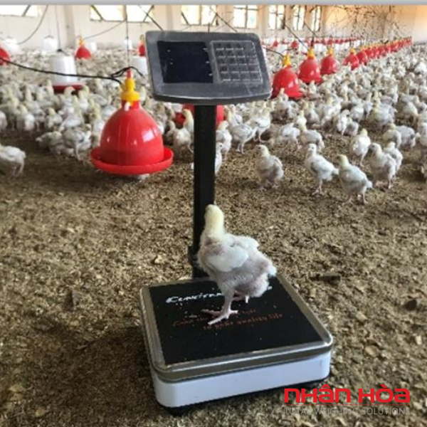 Cân điện tử Nam Định