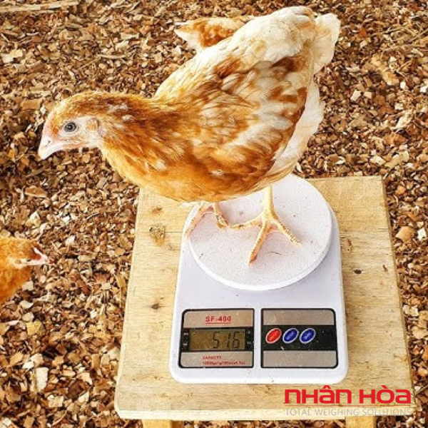 Cân điện tử Nam Định