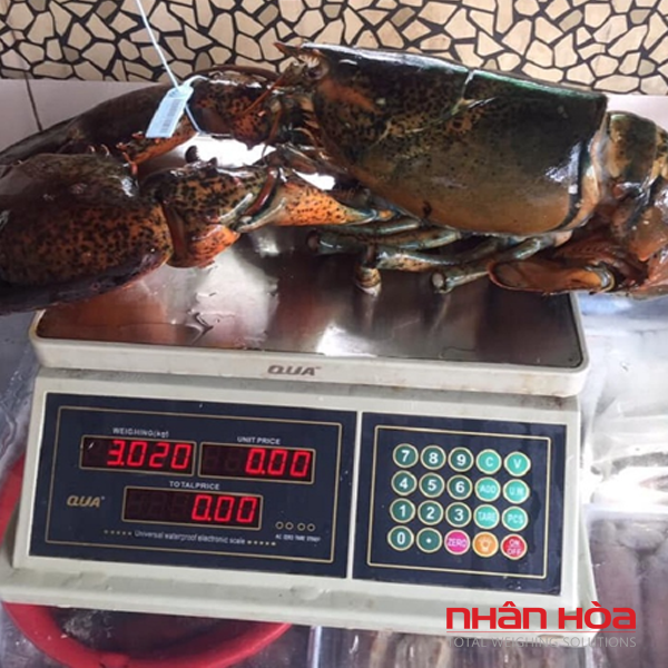 Cân điện tử Rạch Giá