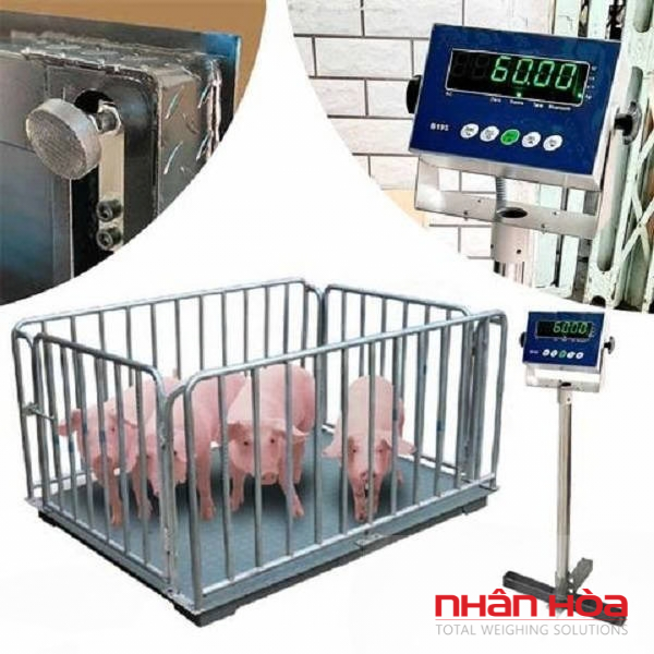 Cân điện tử Tây Ninh